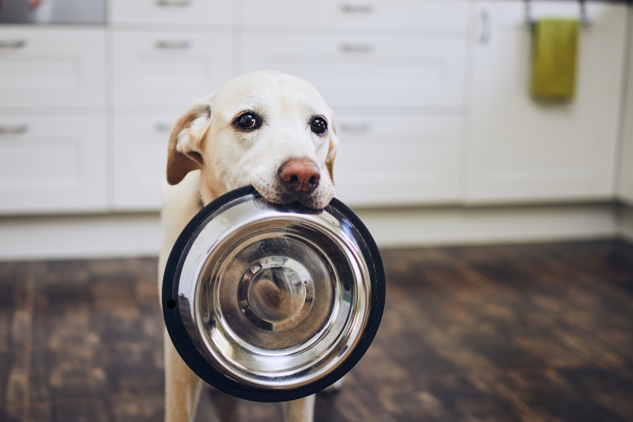 The rise of pet parenthood: Inside India's booming pet food market